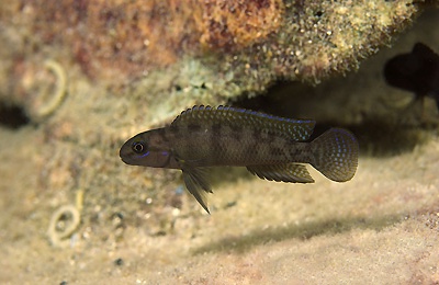 Telmatochromis cf. temporalis 'Mtosi'